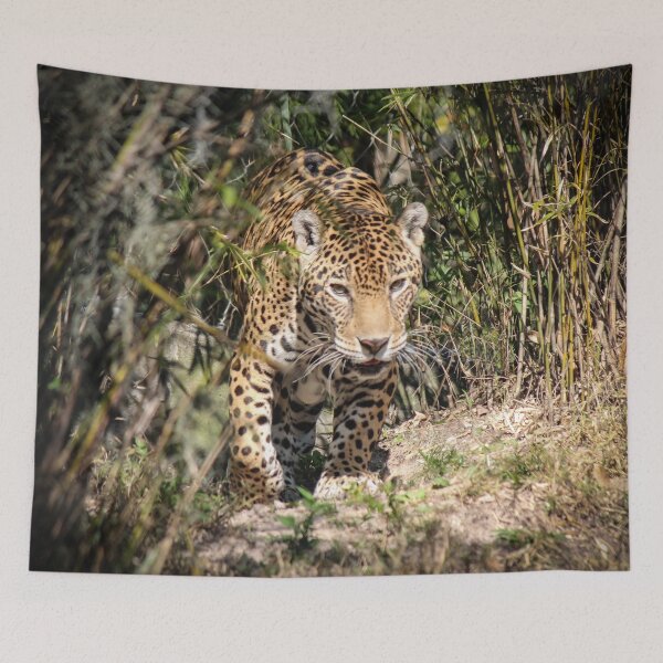 Item preview, Jaguar Approach designed and sold by Bob Hardy.