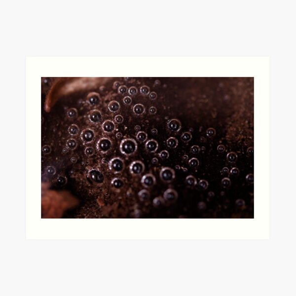 bubbles - eyes in the water Art Print
