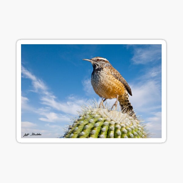 Cactus Wren on a Saguaro Cactus Sticker