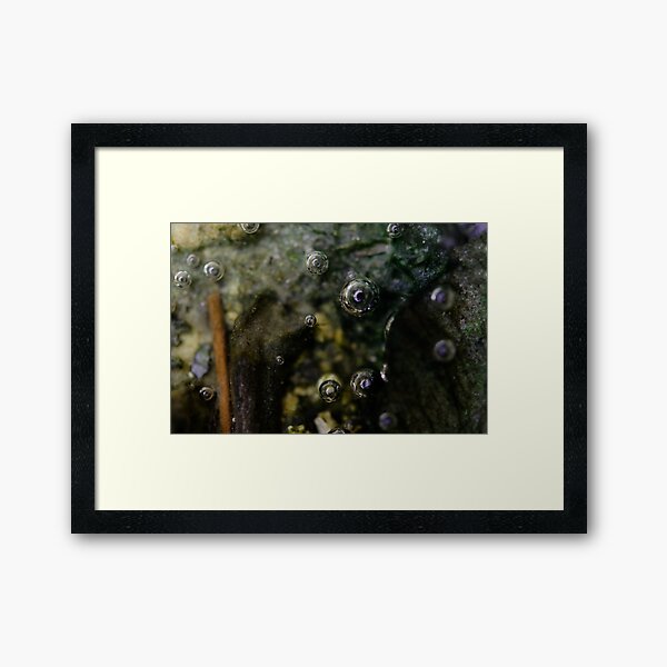 bubbles nr.2 - eyes in the water Framed Art Print