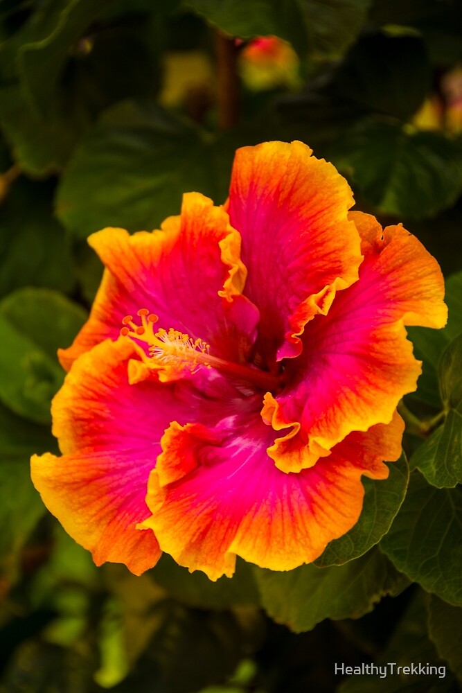 Hawaiian Multi-colored Hibiscus from Kauai by HealthyTrekking