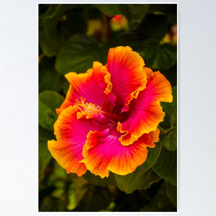 Hibiscus Flowers, Large Art Print, Hawaiian Decor, Kauai Art, Hawaii Print,  Tropical, Pink Yellow, Gallery Wall Art, 16x20 18x24 24x30