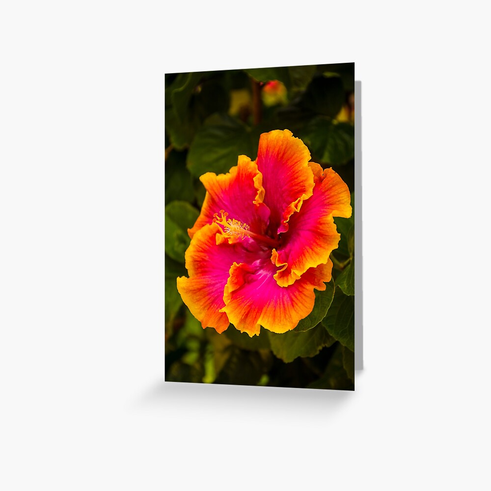 Hibiscus Flowers, Large Art Print, Hawaiian Decor, Kauai Art, Hawaii Print,  Tropical, Pink Yellow, Gallery Wall Art, 16x20 18x24 24x30