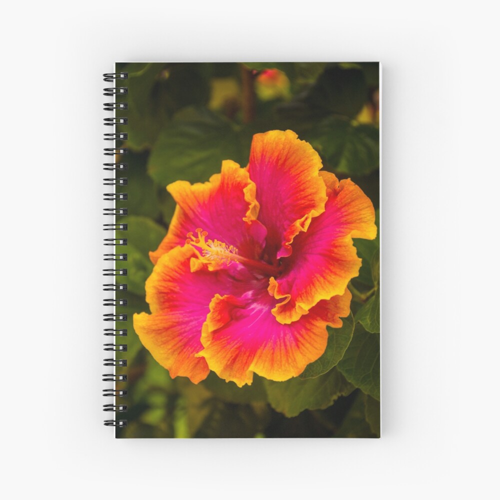 Hibiscus Flowers, Large Art Print, Hawaiian Decor, Kauai Art, Hawaii Print,  Tropical, Pink Yellow, Gallery Wall Art, 16x20 18x24 24x30 -  Canada