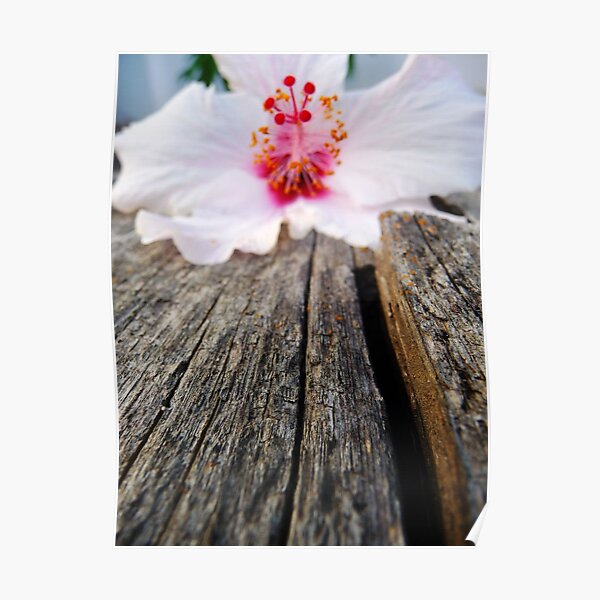 Hibiscus on wooden bench Poster