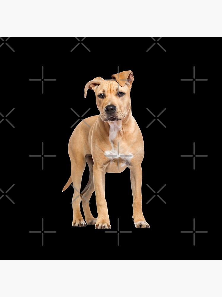 American Staffordshire Terrier Man and Womans Best Friend - Funny American Staffordshire Terrier Gift For Dog Lover by dog-gifts