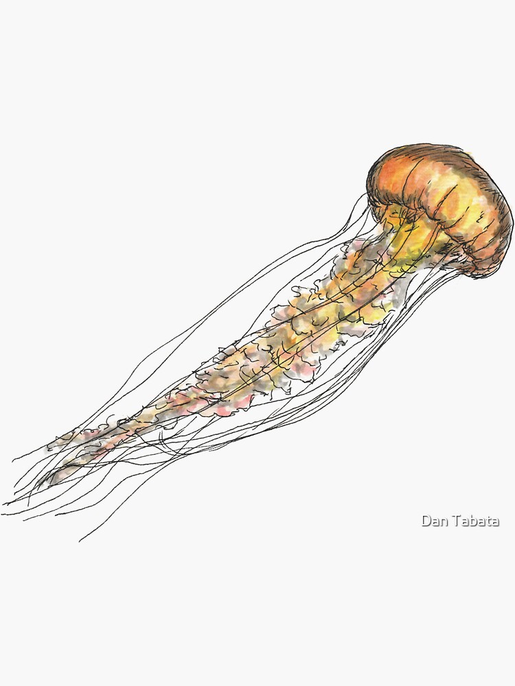Jellyfish by dmtab
