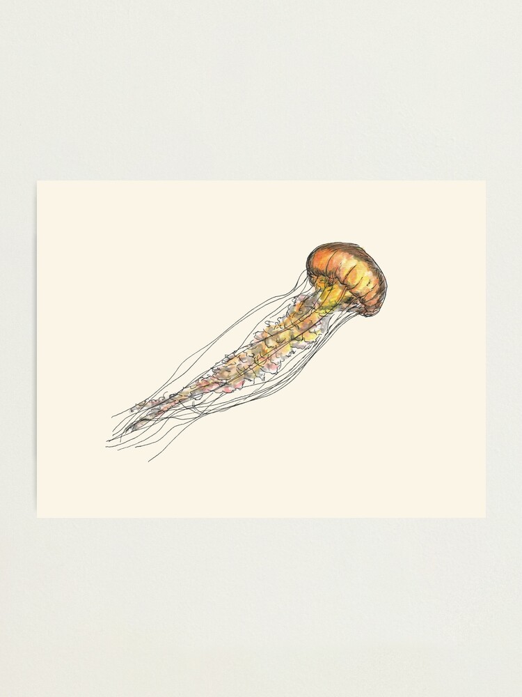 Alternate view of Jellyfish Photographic Print