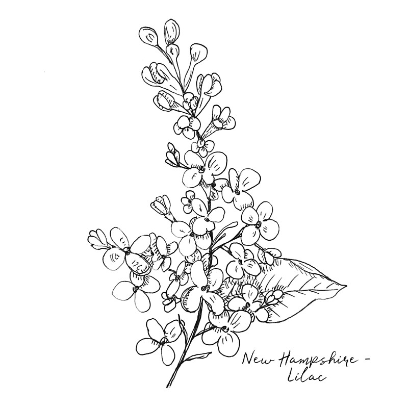 "New Hampshire Lilac State Flower Illustration" by JourneyHomeMade Redbubble