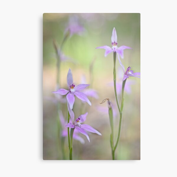 Tiny purple orchid Metal Print