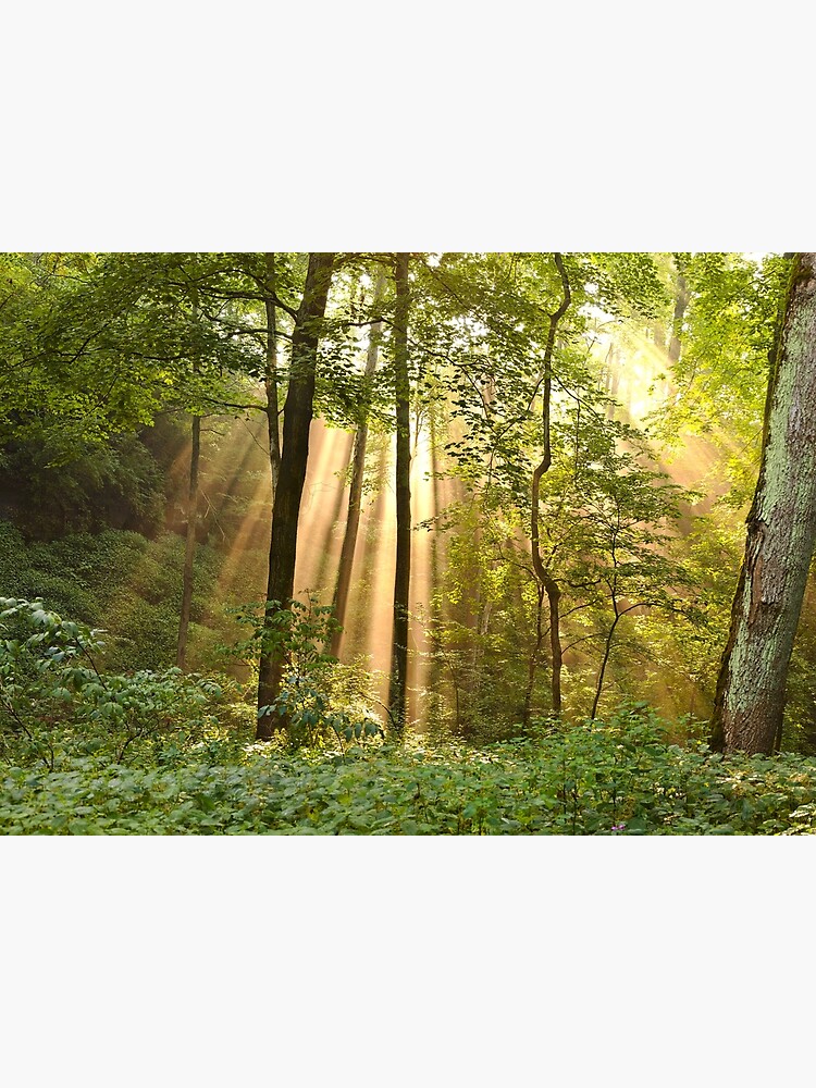 Rays of Sunlight by declanlopez