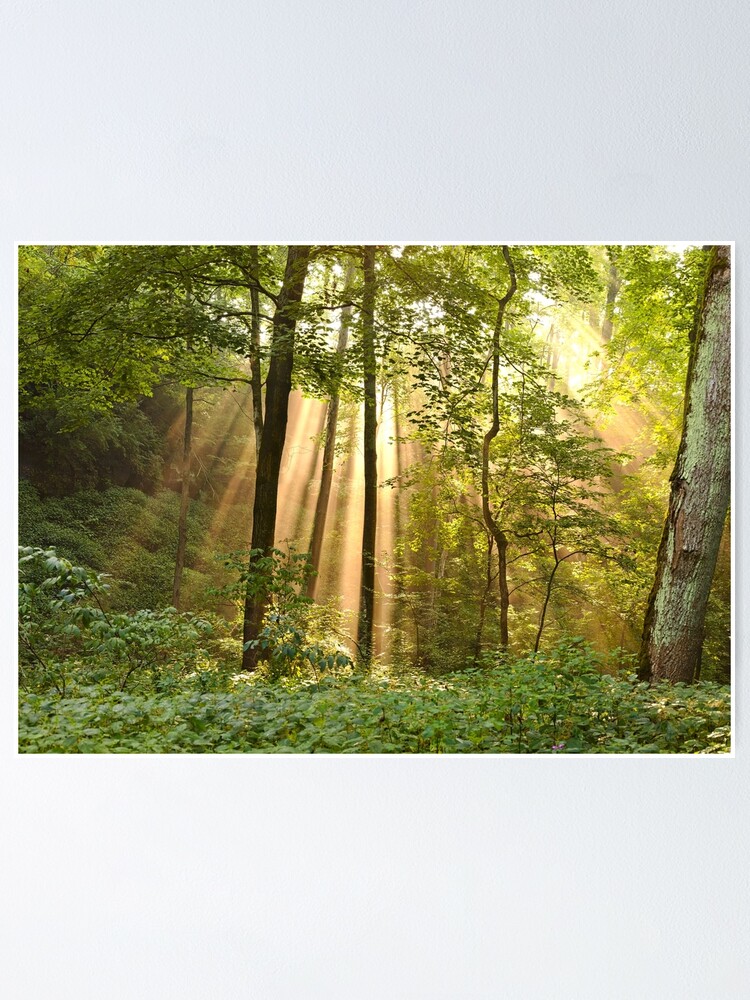 Alternate view of Rays of Sunlight Poster