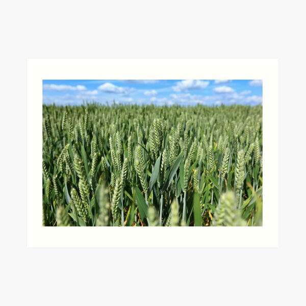 Grain Field - Marholm, Cambridgeshire Art Print