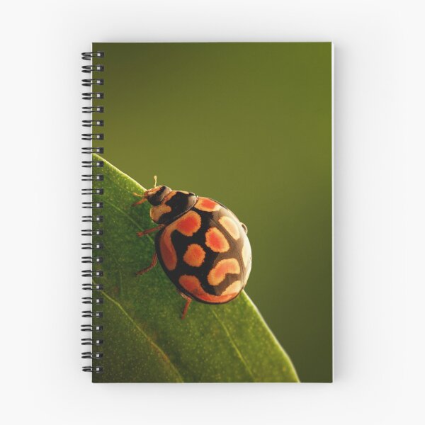 Item preview, Ladybug  perched on green leaf designed and sold by Johan Swanepoel.
