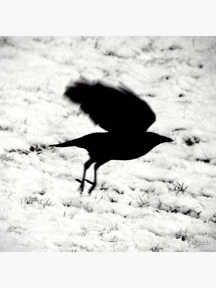 Thumbnail 3 of 3, Art Print, Blackbird: ...fly... designed and sold by Coigach.