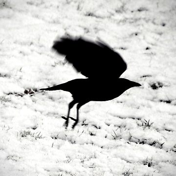 Artwork thumbnail, Blackbird: ...fly... by Coigach