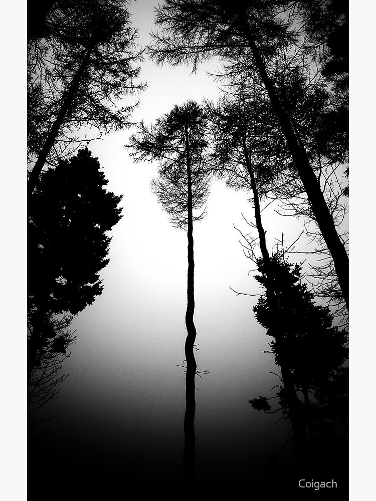 Thumbnail 2 of 2, Greeting Card, Serpentine Pine designed and sold by Coigach.