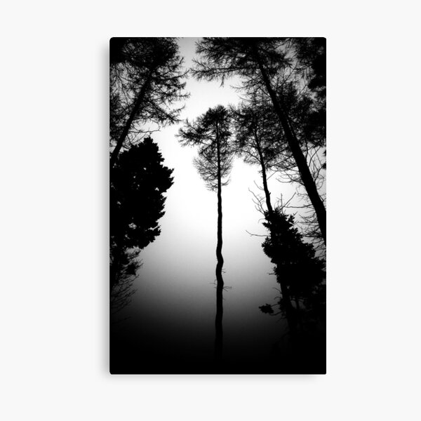 Serpentine Pine Canvas Print