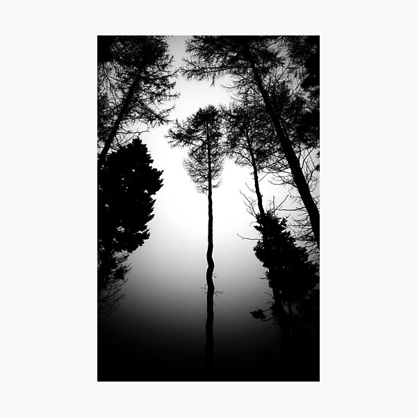 Serpentine Pine Photographic Print