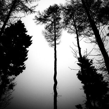 Artwork thumbnail, Serpentine Pine by Coigach