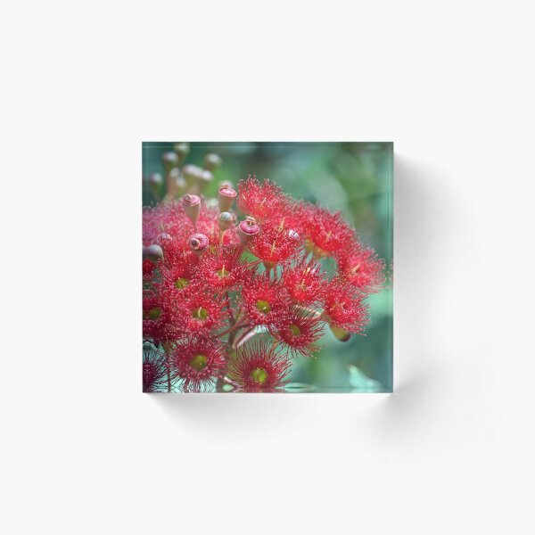 Red Flowering Gum Acrylic Block