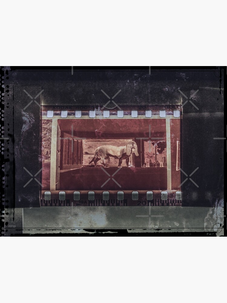 Dog In The Window by perkinsdesigns