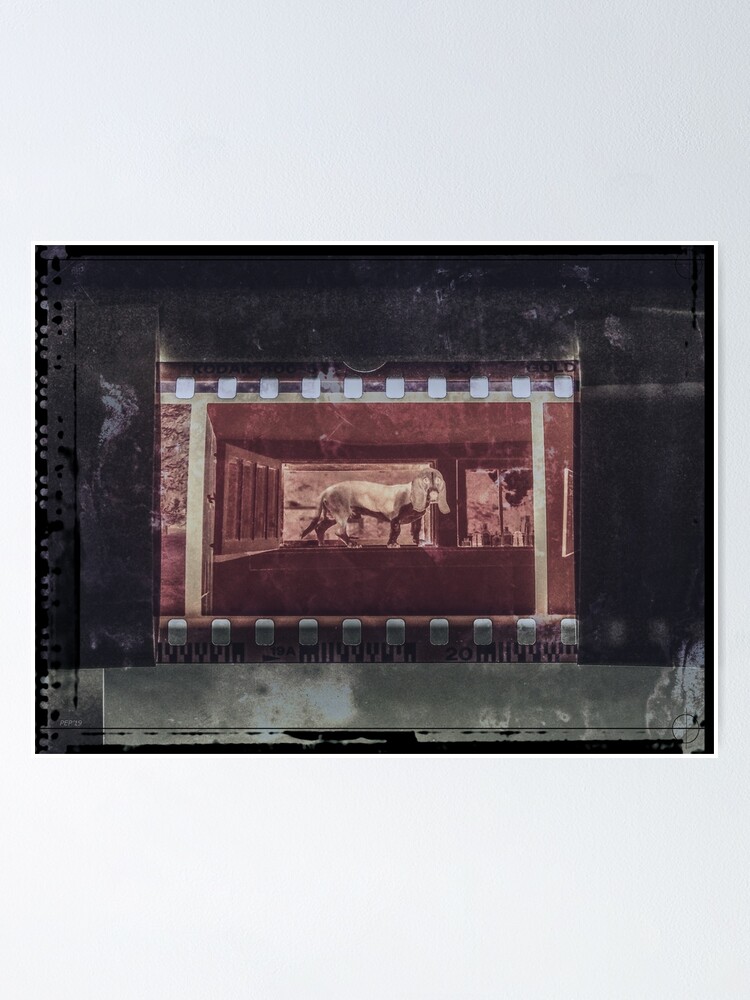 Alternate view of Dog In The Window Poster