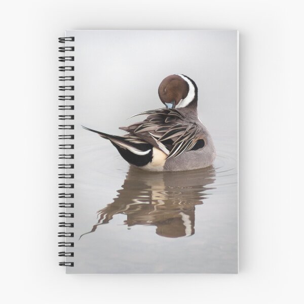 Item preview, "Pintail, Preening"   designed and sold by Andrew Hocking.