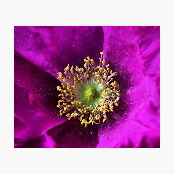 In the Pink Photographic Print
