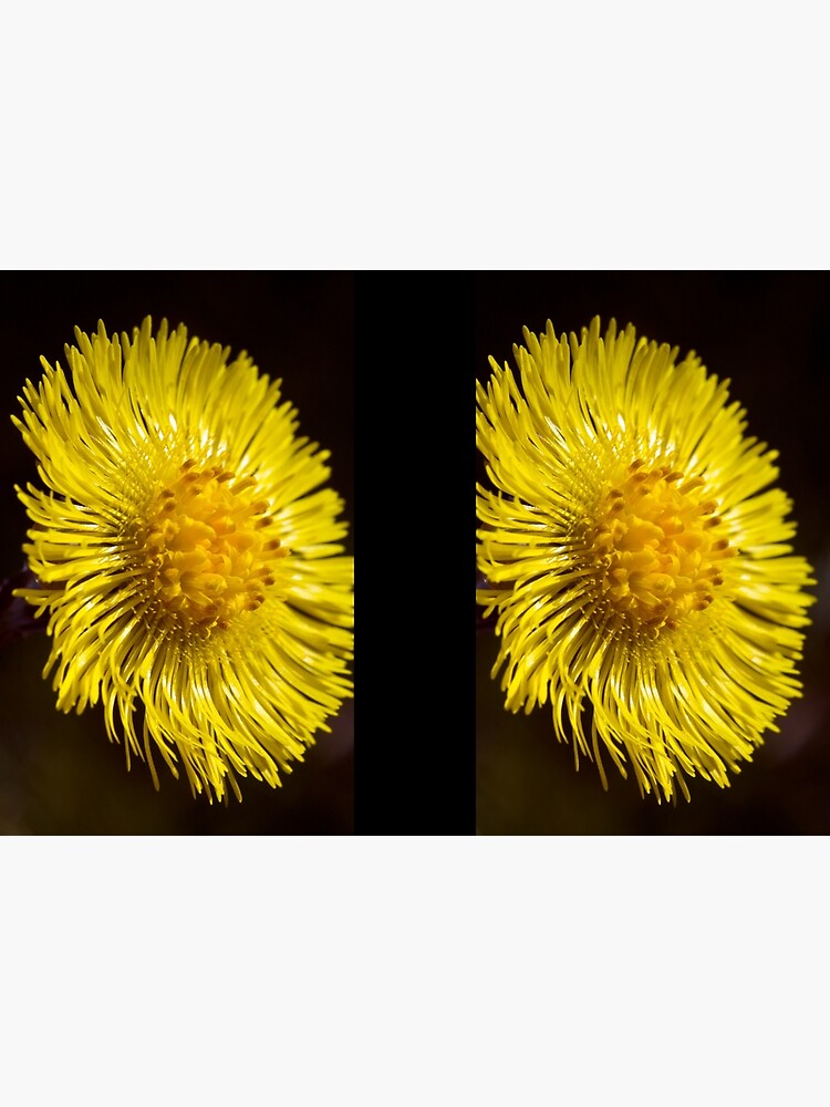 Colt's-foot (Tussilago farfara) by SteveChilton