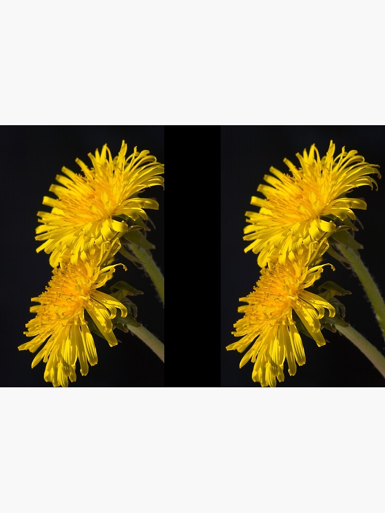 Three Dandelions (Taraxacum officinale) by SteveChilton