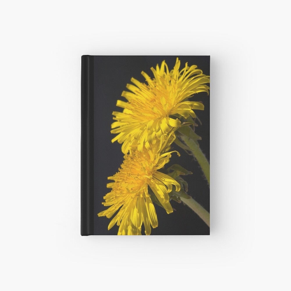 Three Dandelions (Taraxacum officinale) Hardcover Journal