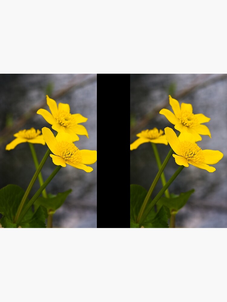 Lesser Celandine (Ranunculus ficaria) by SteveChilton