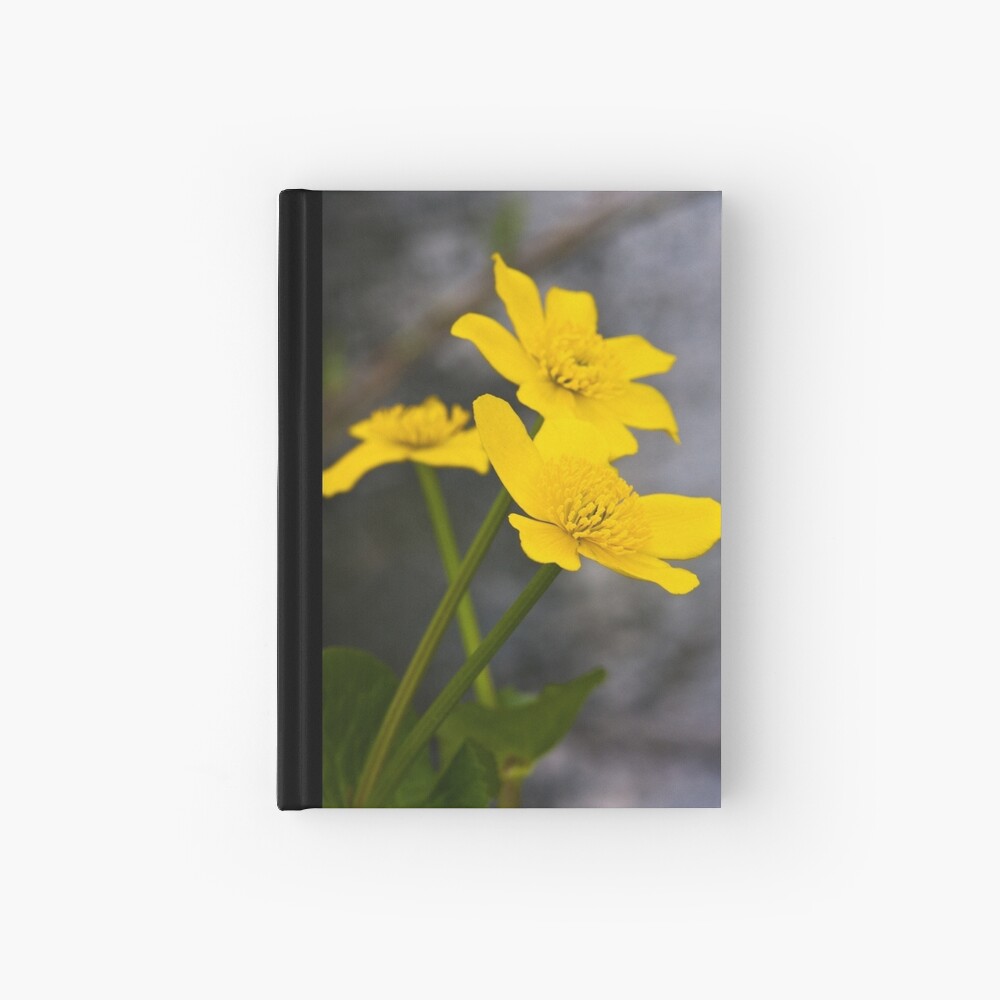 Lesser Celandine (Ranunculus ficaria) Hardcover Journal