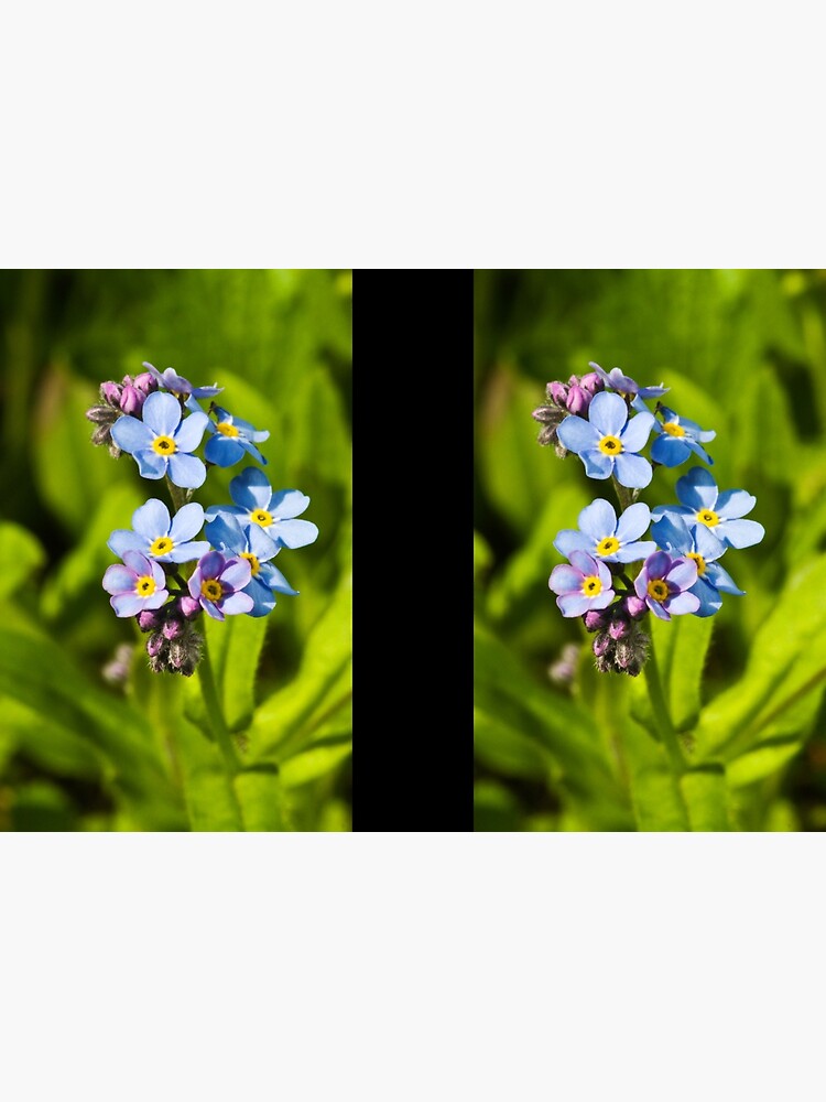 Forget-me-not Flowers (Myosotis arvensis) by SteveChilton