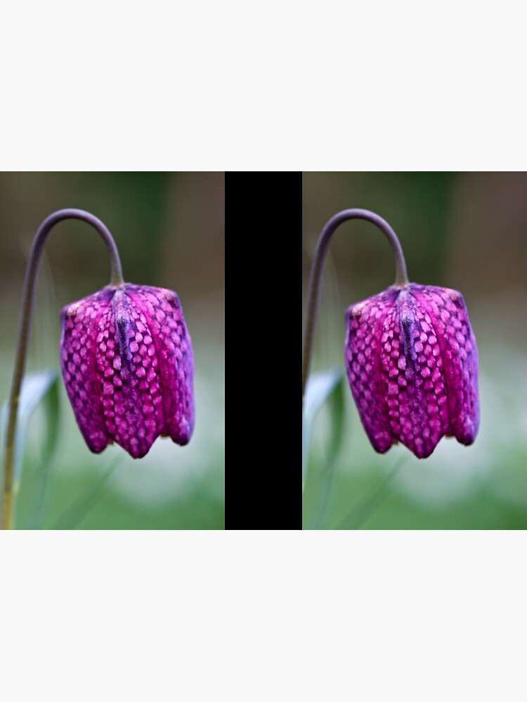 Fritillary (Fritillaria meleagris) by SteveChilton