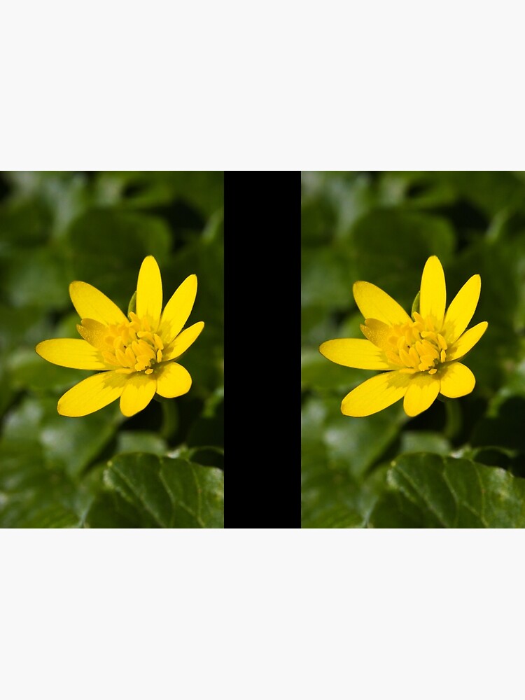 Lesser Celandine (Ranunculus ficaria) by SteveChilton
