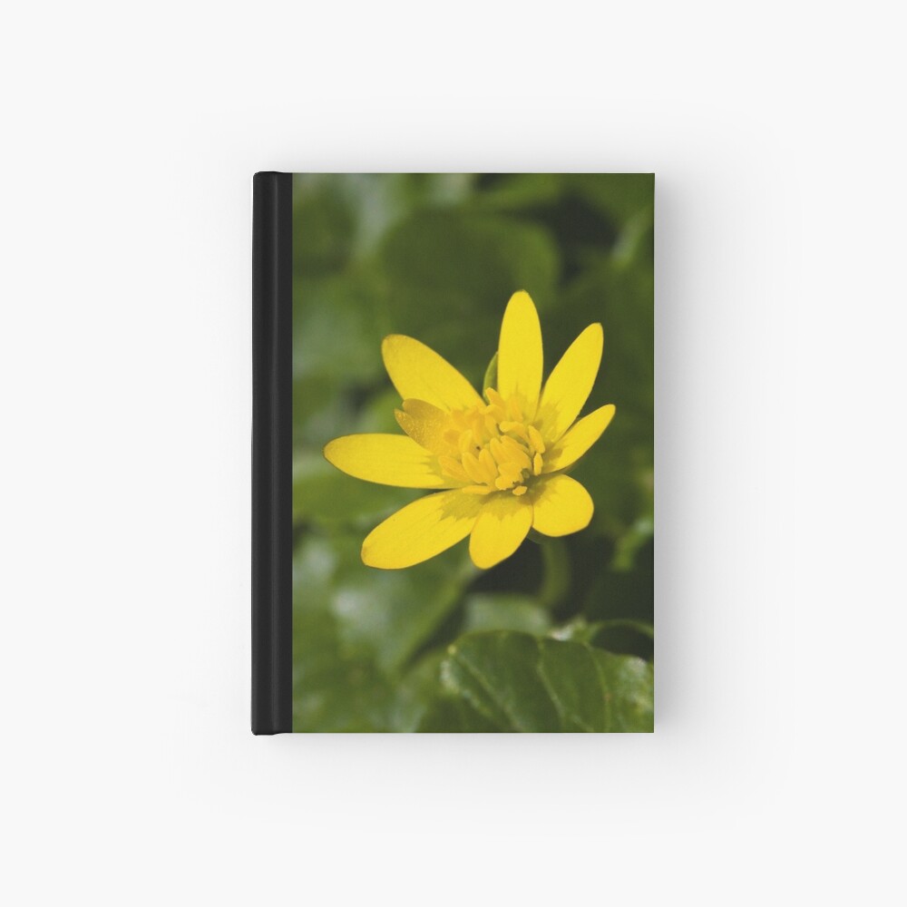 Lesser Celandine (Ranunculus ficaria) Hardcover Journal