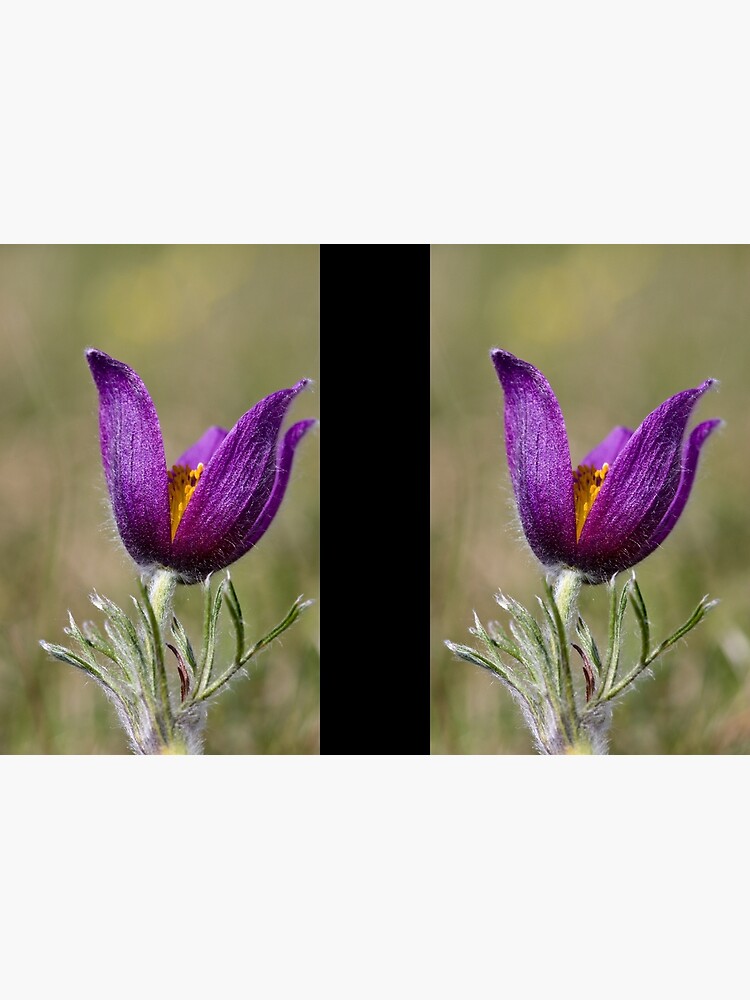 Pasqueflower (Pulsitilla vulgaris) by SteveChilton