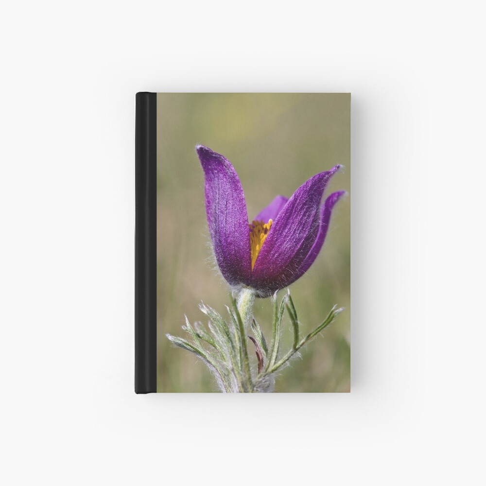 Pasqueflower (Pulsitilla vulgaris) Hardcover Journal