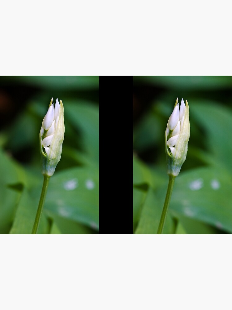 Ramson (Alium Ursinum) by SteveChilton