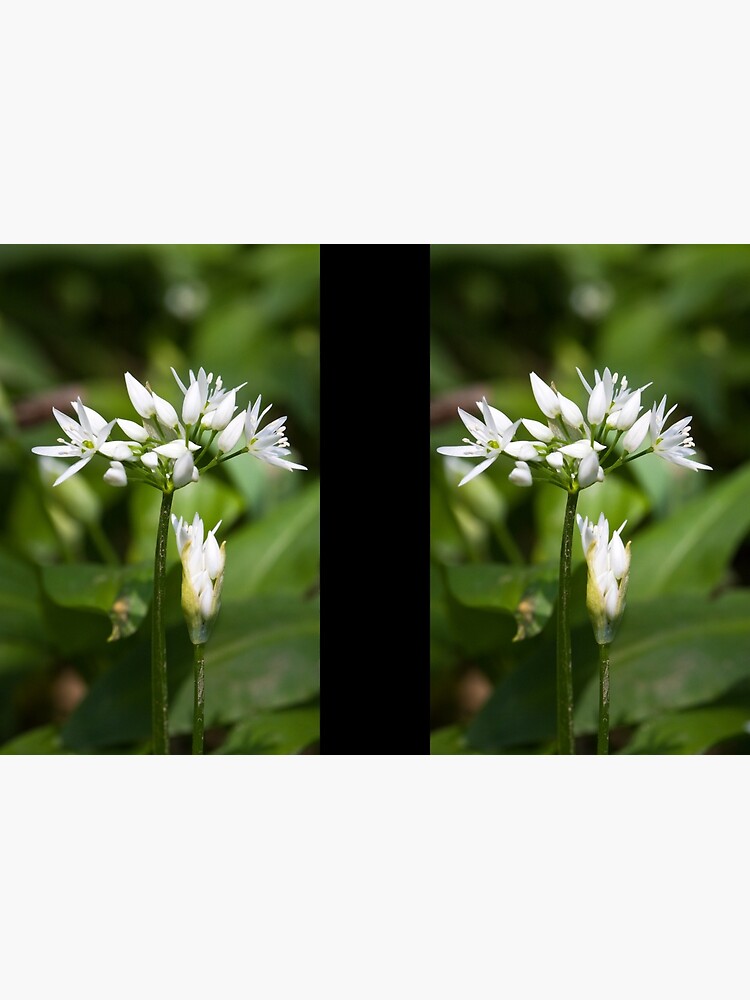 Ramson (Alium Ursinum) by SteveChilton