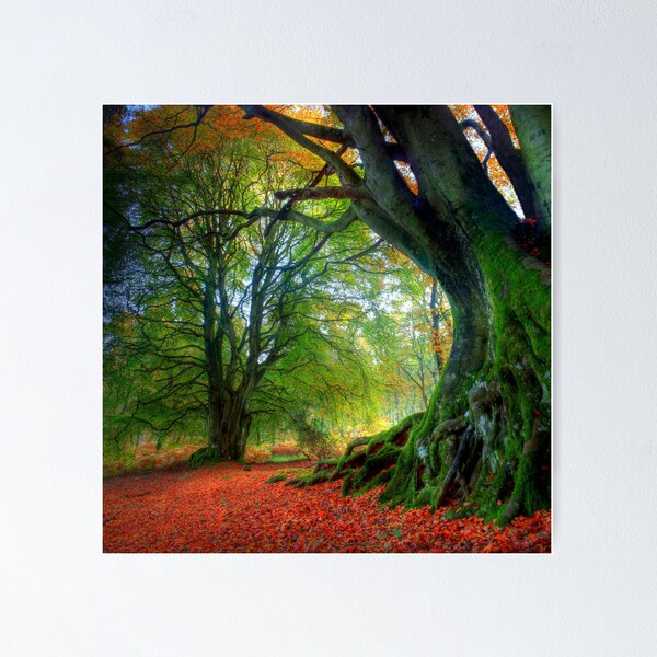 Autumn Beech Poster