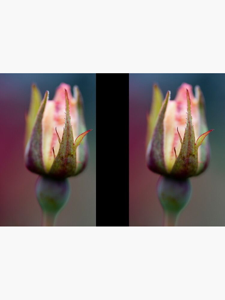 Rosebud by SteveChilton