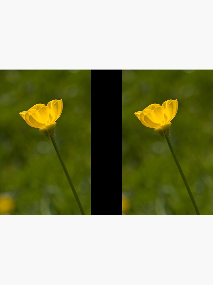 Bulbous Buttercup (Ranunculus bulbosus) by SteveChilton