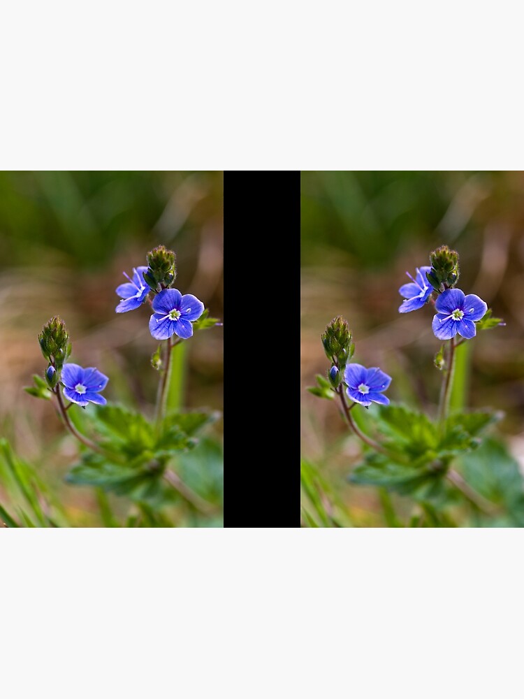 Germander Speedwell (Veronica chamaedrys) by SteveChilton