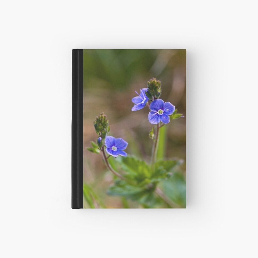 Germander Speedwell (Veronica chamaedrys) Hardcover Journal