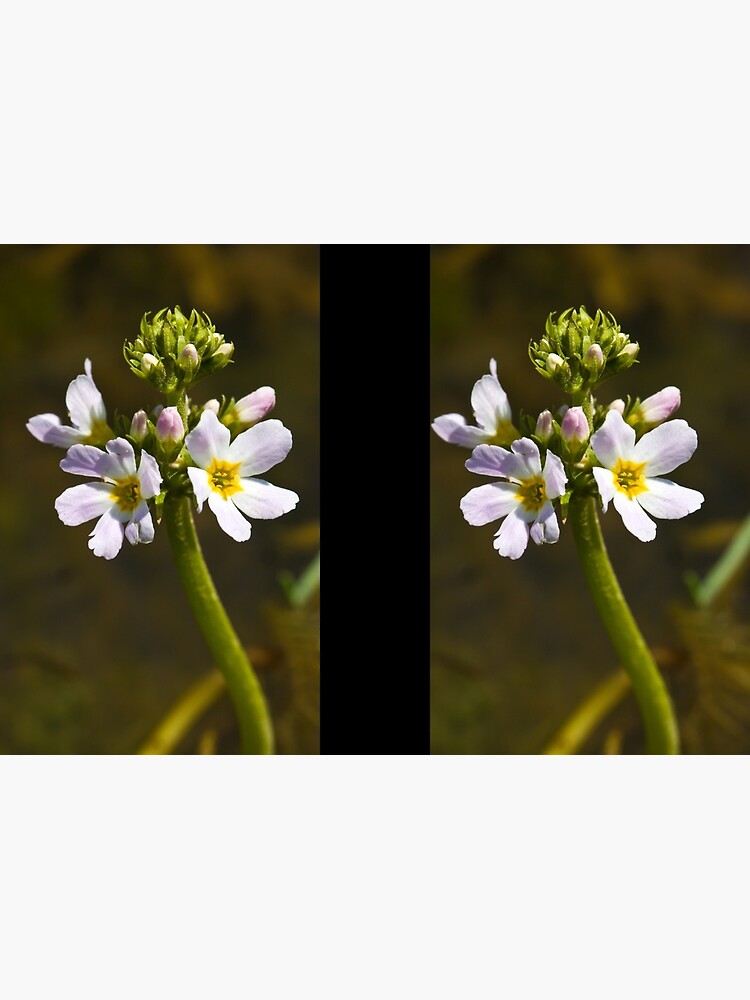 Water Violet (Hottonia palustris) by SteveChilton