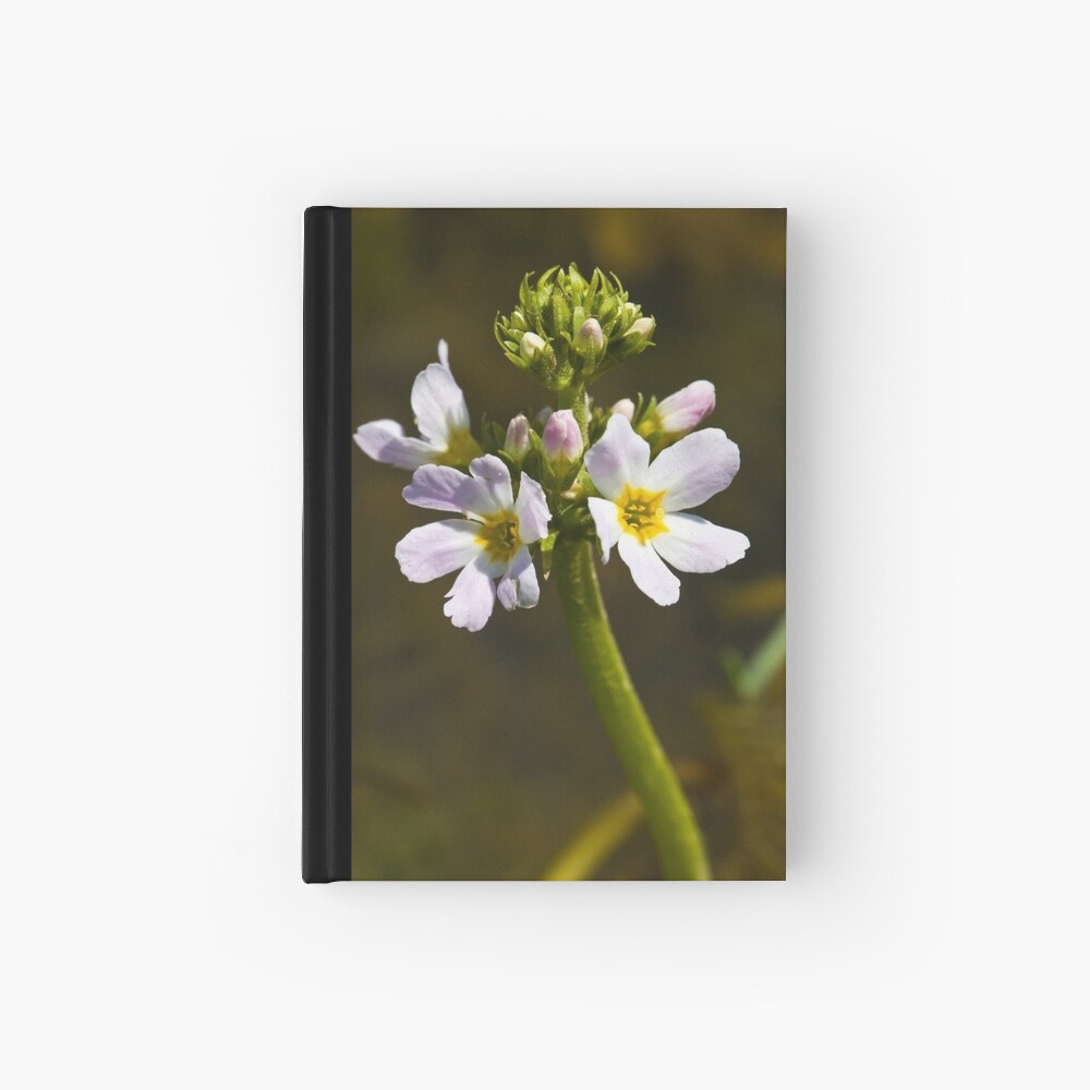 Water Violet (Hottonia palustris) Hardcover Journal