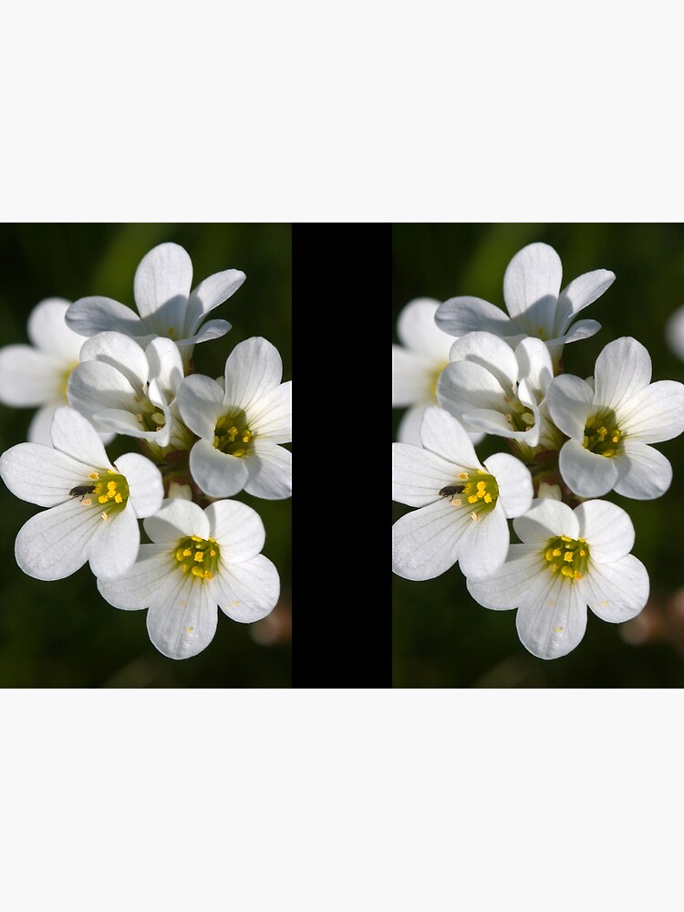 Meadow Saxifrage (Saxifraga granulata) by SteveChilton